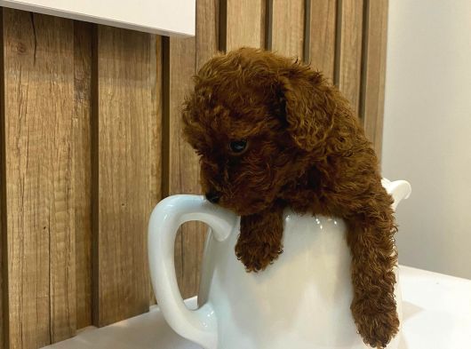 Evinize Neşe Katıcak Toy Poodle Yavrum görsel