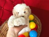 Maltipoo Yavrularımız Uygundur