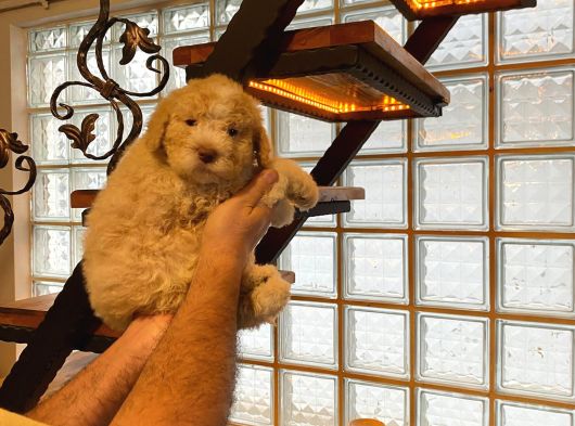 Topaç Gibi Maltipoo Bebeklerimiz görsel