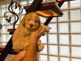 Topaç Gibi Maltipoo Bebeklerimiz