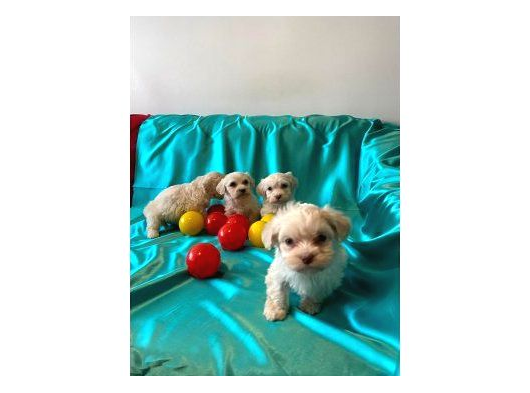 Ev Doğumu Maltipoo Bebeklerimiz görsel