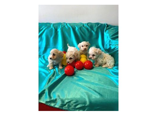 Ev Doğumu Maltipoo Bebeklerimiz