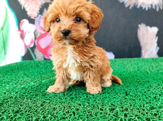 Tatlılıyla Sizi Mest Edecek Maltipoo Yavrum görsel