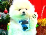 Pomerrian boo yavrular