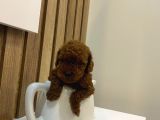 Evinize Neşe Katıcak Toy Poodle Yavrum