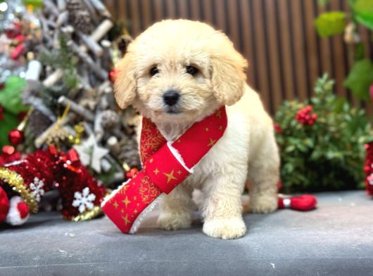 En İyi Maltipoo Yavrusu görsel
