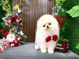 En İyi Pomeranian Yavrusu