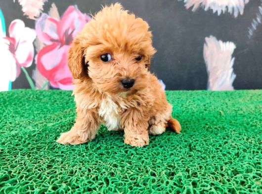 Tatlılıyla Sizi Mest Edecek Maltipoo Yavrum görsel