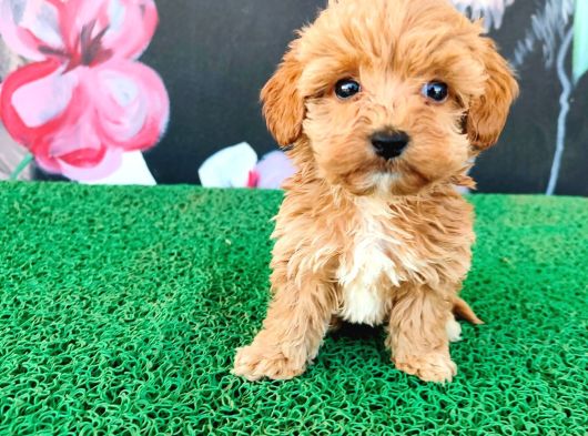 Tatlılıyla Sizi Mest Edecek Maltipoo Yavrum görsel
