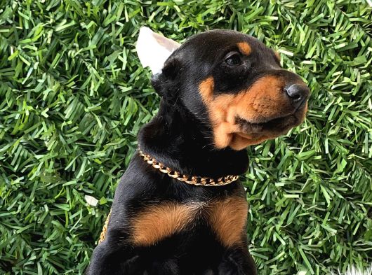Estetikli Doberman Bebekler Erkek görsel