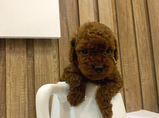 Evinize Neşe Katıcak Toy Poodle Yavrum