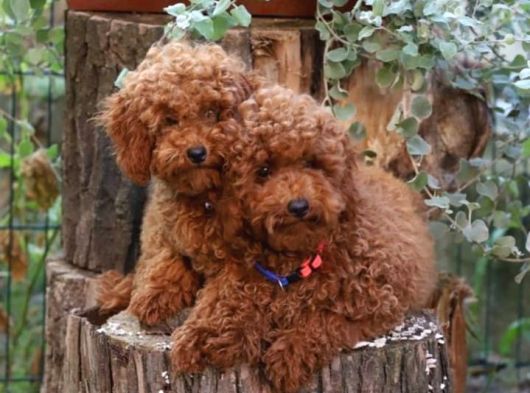 İstanbul Super Kali̇te Kore Toy Poodle Yavrular görsel