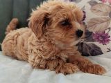İstanbul Anne Baba Gerçek Malti̇poo Yavrular