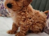 İstanbul Anne Baba Gerçek Malti̇poo Yavrular