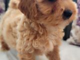 İstanbul Anne Baba Gerçek Malti̇poo Yavrular