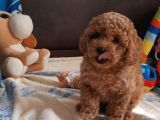 İstanbul Super Kali̇te Kore Toy Poodle Yavrular