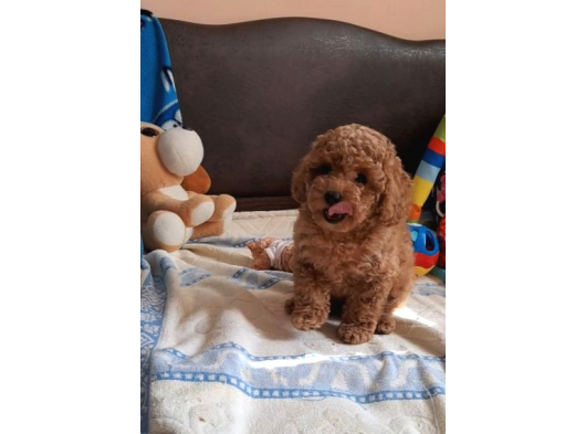 İstanbul Super Kali̇te Kore Toy Poodle Yavrular görsel