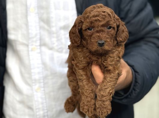 Red Brown Kore Poodle Bebeği̇mi̇