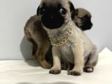 Pug Mops