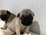 Pug Mops