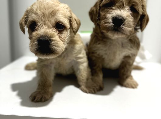 Mini Maltıpo Bebekler görsel