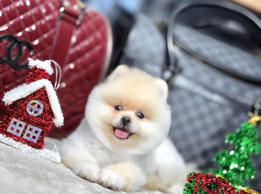 Premium Ayı Surat Pomeranian Boo Yavrusu  Her Renk Mevcut