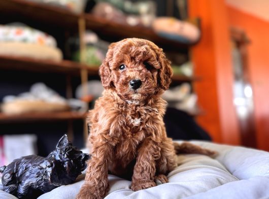 Evi̇ni̇zi̇n Sicakliği Toy Poodle
