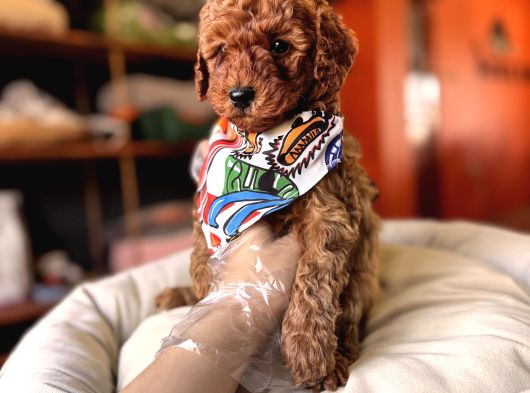 Evi̇ni̇zi̇n Sicakliği Toy Poodle görsel