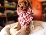 Evi̇ni̇zi̇n Sicakliği Toy Poodle