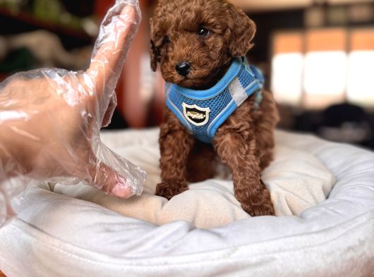 Evi̇ni̇zi̇n Sicakliği Toy Poodle görsel