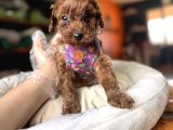 Evi̇ni̇zi̇n Sicakliği Toy Poodle