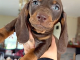 MAVİ GÖZLÜ CHOCOLATE AND TAN NADİR DACSHUND YAVRUMUZ