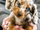 Mavi̇ Gözlü Chocolate Merle En Özel Dacshund Bebeği̇mi̇z