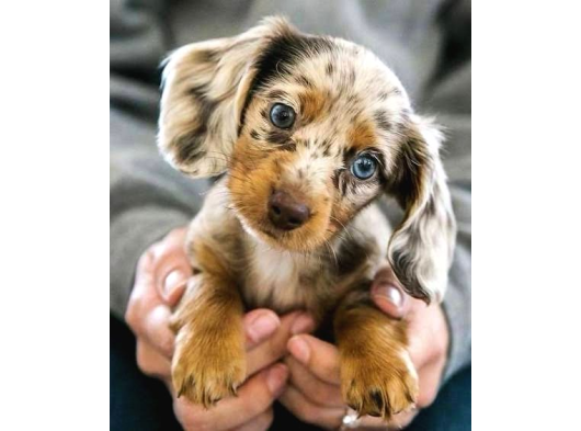 Mavi̇ Gözlü Chocolate Merle En Özel Dacshund Bebeği̇mi̇z görsel