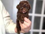 Chocolate Teacup Poodle Bebeği̇mi̇z Aşili Garanti̇li̇