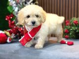 En İyi Maltipoo Yavrusu