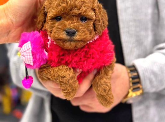 En İyi̇ Poodle Yavrusu görsel