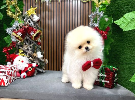 En İyi Pomeranian Yavrusu