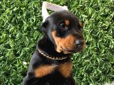 Estetikli Doberman Bebekler Erkek