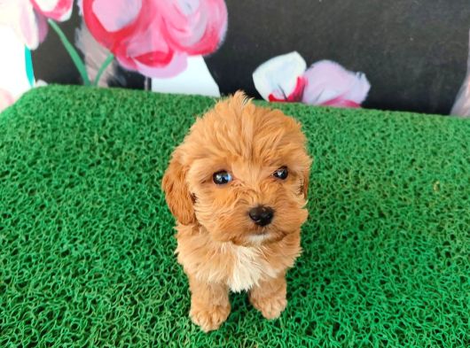 Tatlılıyla Sizi Mest Edecek Maltipoo Yavrum görsel