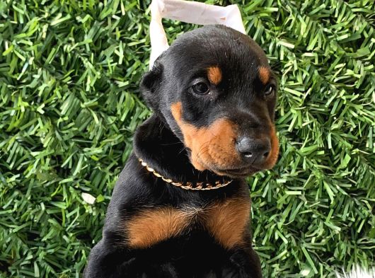 Estetikli doberman bebekler erkek