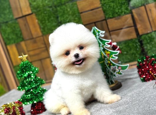 Yılbaşına Özel Getirilmiş Karbeyaz Pomeranian Boo Yavrular görsel