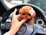 Kore Teacup Poodle Bebeklerimiz
