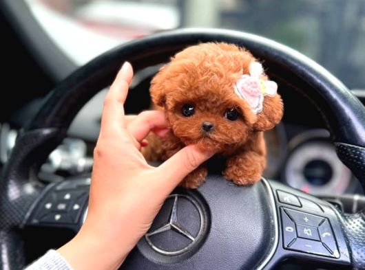 Kore Teacup Poodle Bebeklerimiz görsel