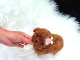 Kore teacup babadan teacup poodle bebekler