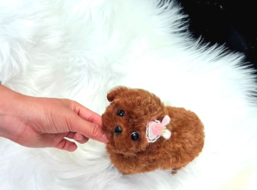Teacup Poodle Bebeklerimiz görsel