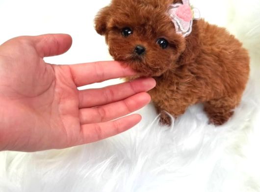 Kore teacup babadan teacup poodle bebekler