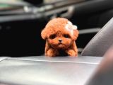 Teacup Poodle Bebeklerimiz