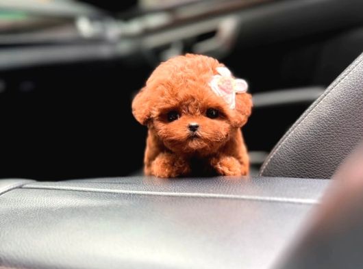 Teacup Poodle Bebeklerimiz görsel