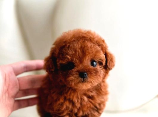 Kore teacup babadan teacup poodle bebekler
